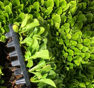 lettuce seedling - آموزش پرورش نشاء گلخانه ای
