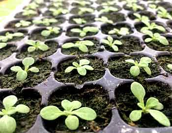 seedling - آموزش پرورش نشاء گلخانه ای